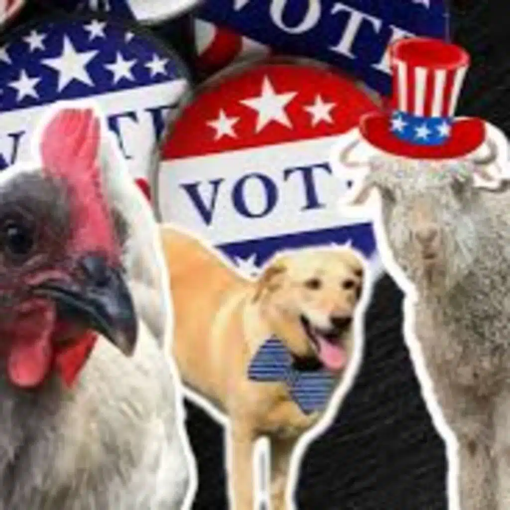 The Mayor's a Jackass