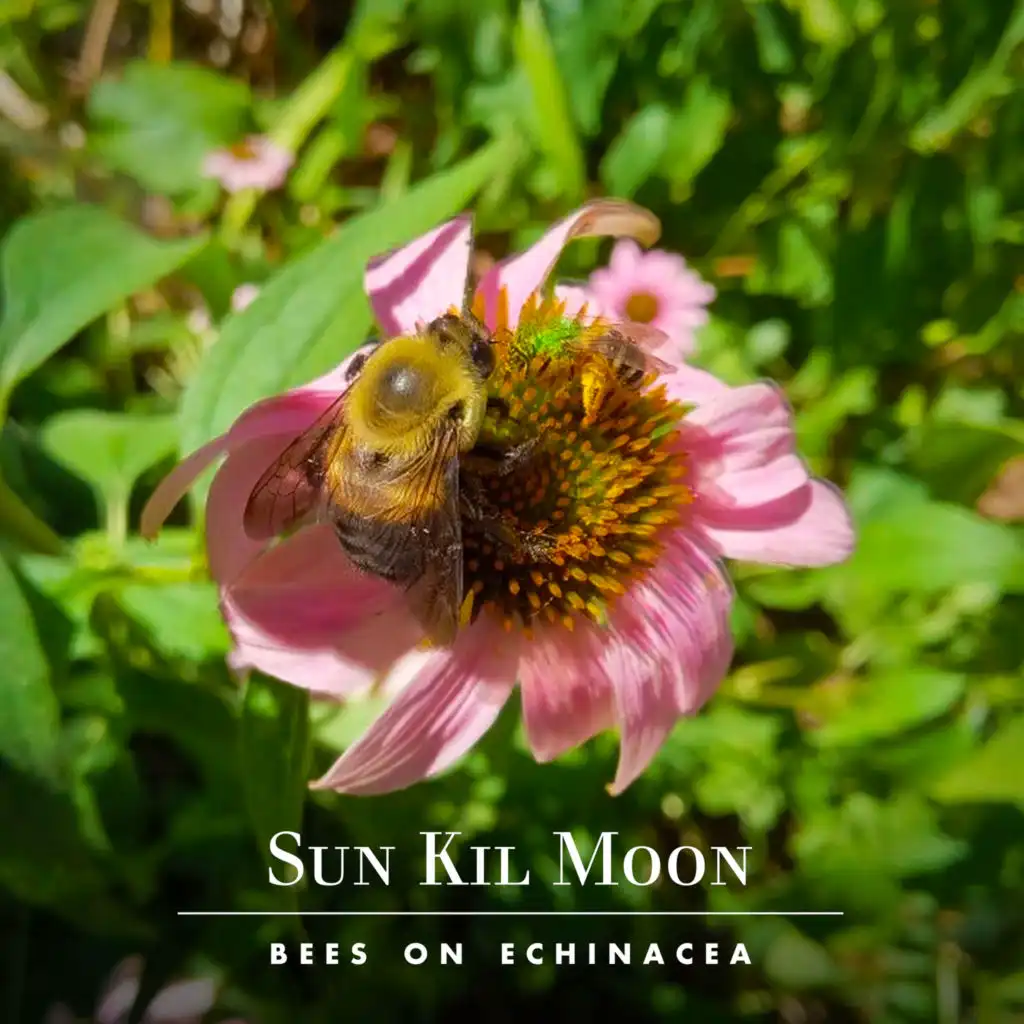 Bees on Echinacea