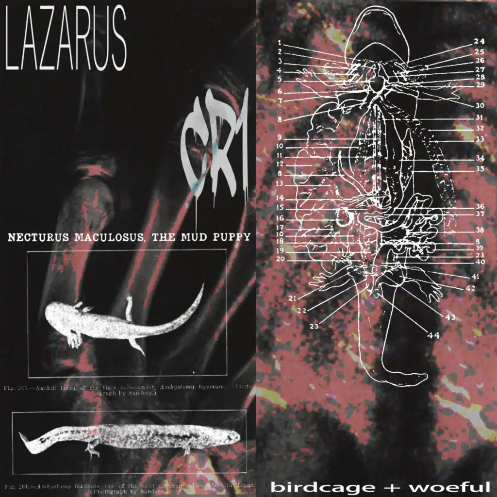 LAZARUS