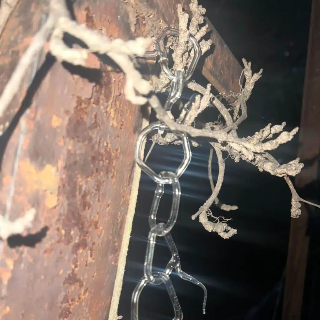 caltrop / ningyo