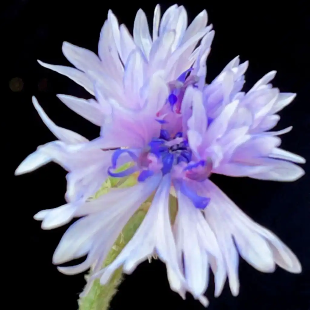 feel (feat. Joy Guidry)