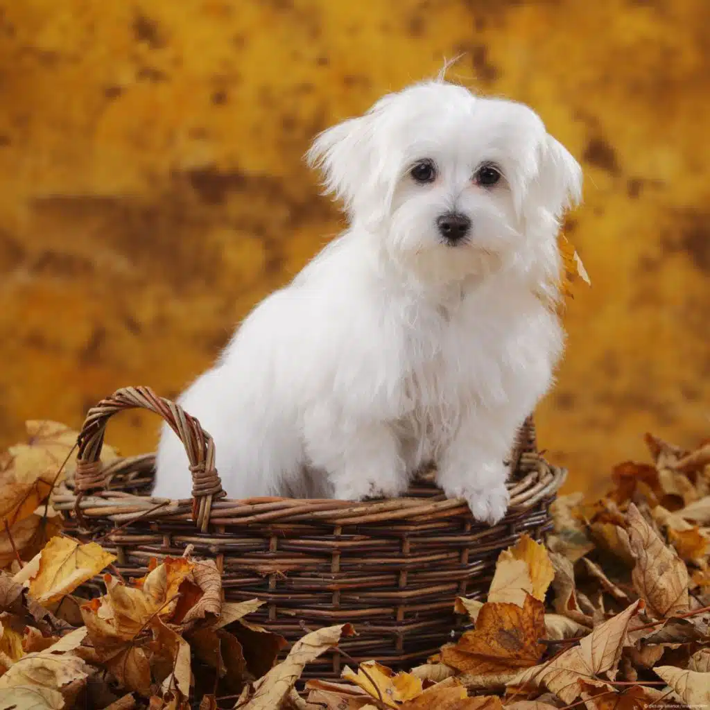 Das illegale Geschäft mit Hunden