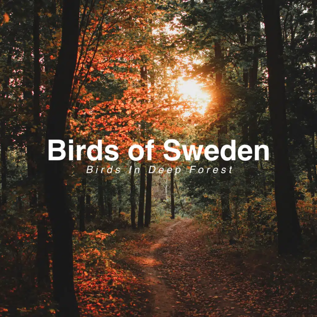 Birds in Deep Forest