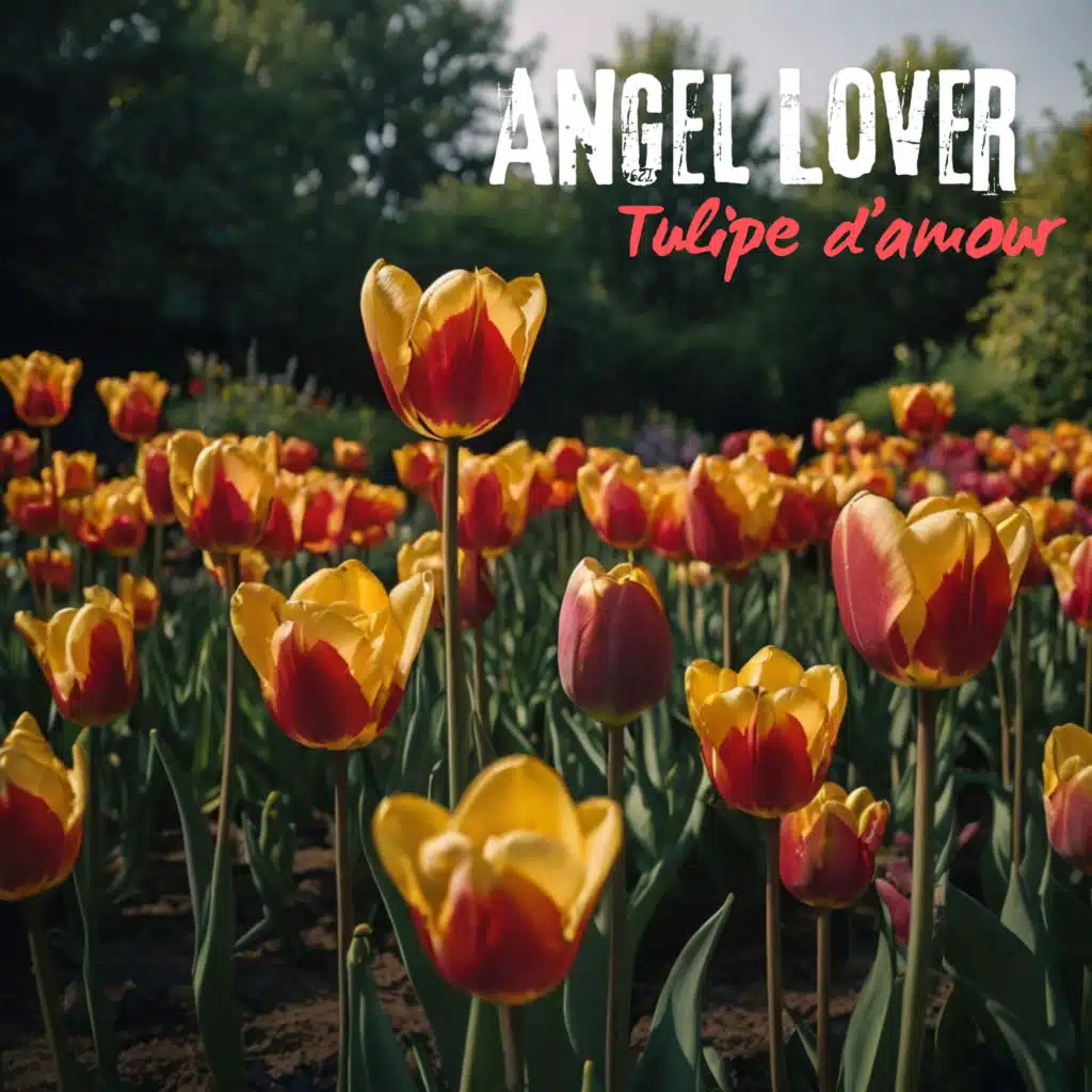 Tulipe d'amour