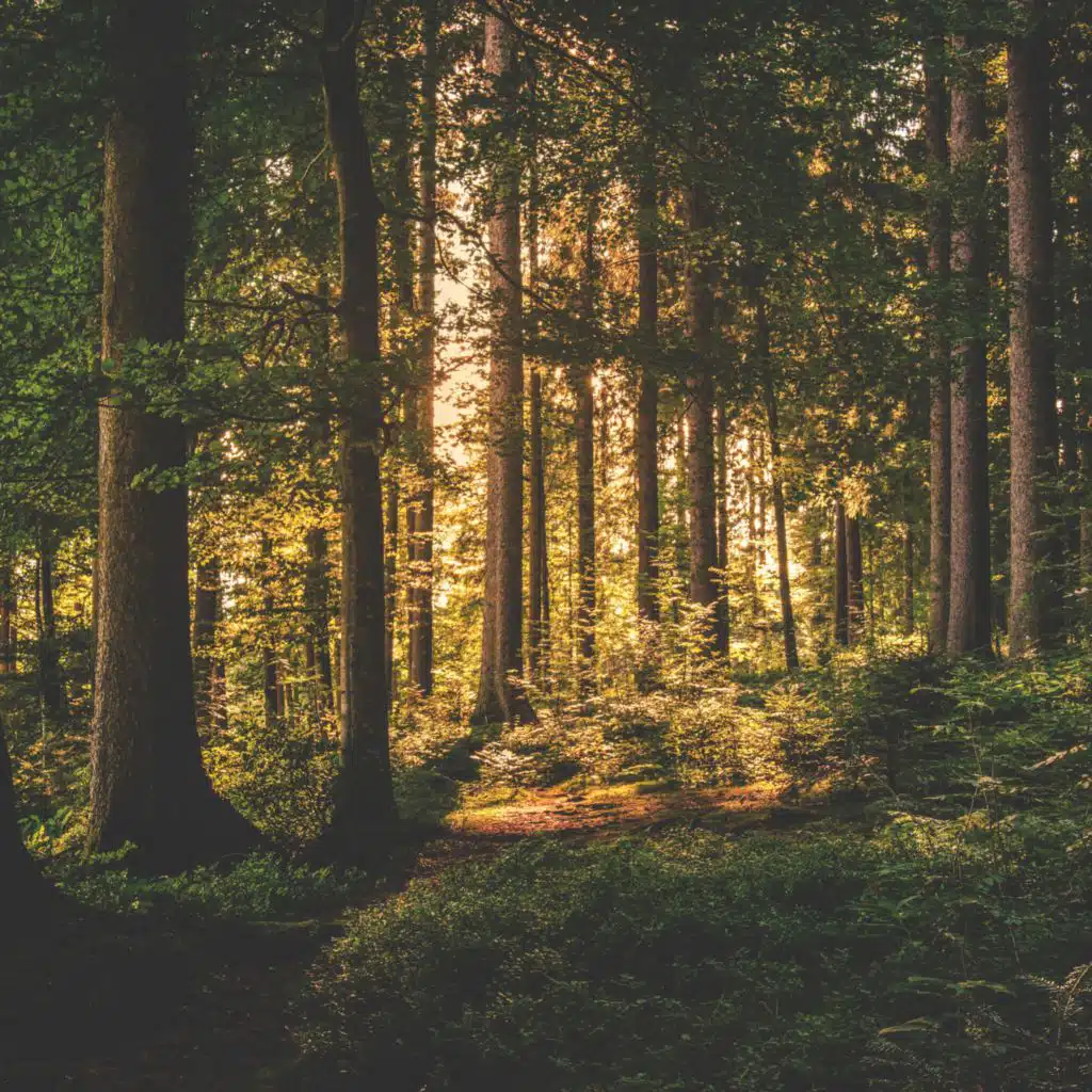 Your Calm Place Meditation