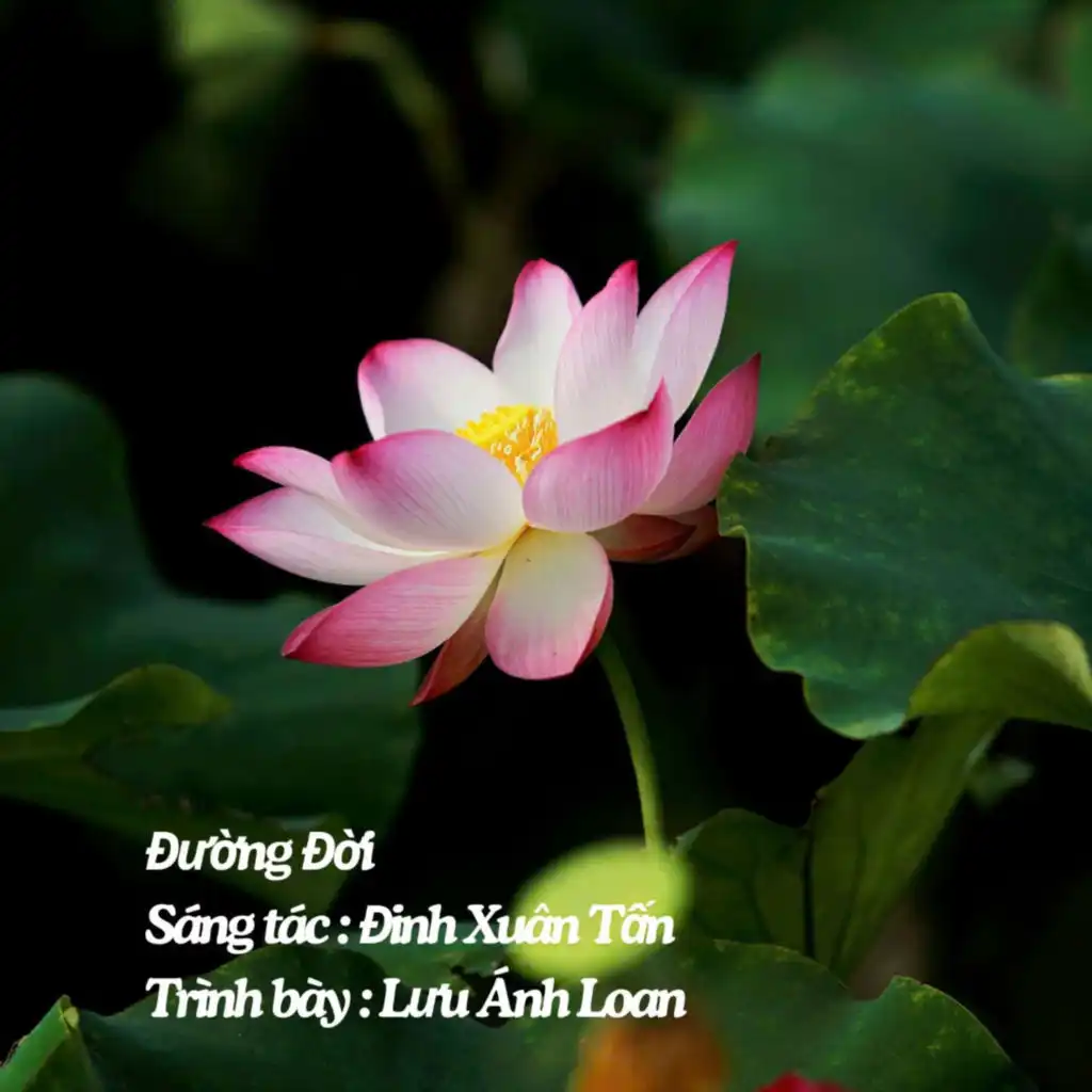 Lưu Ánh Loan