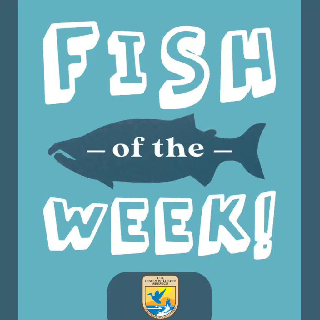 Rio Grande Silvery Minnow!