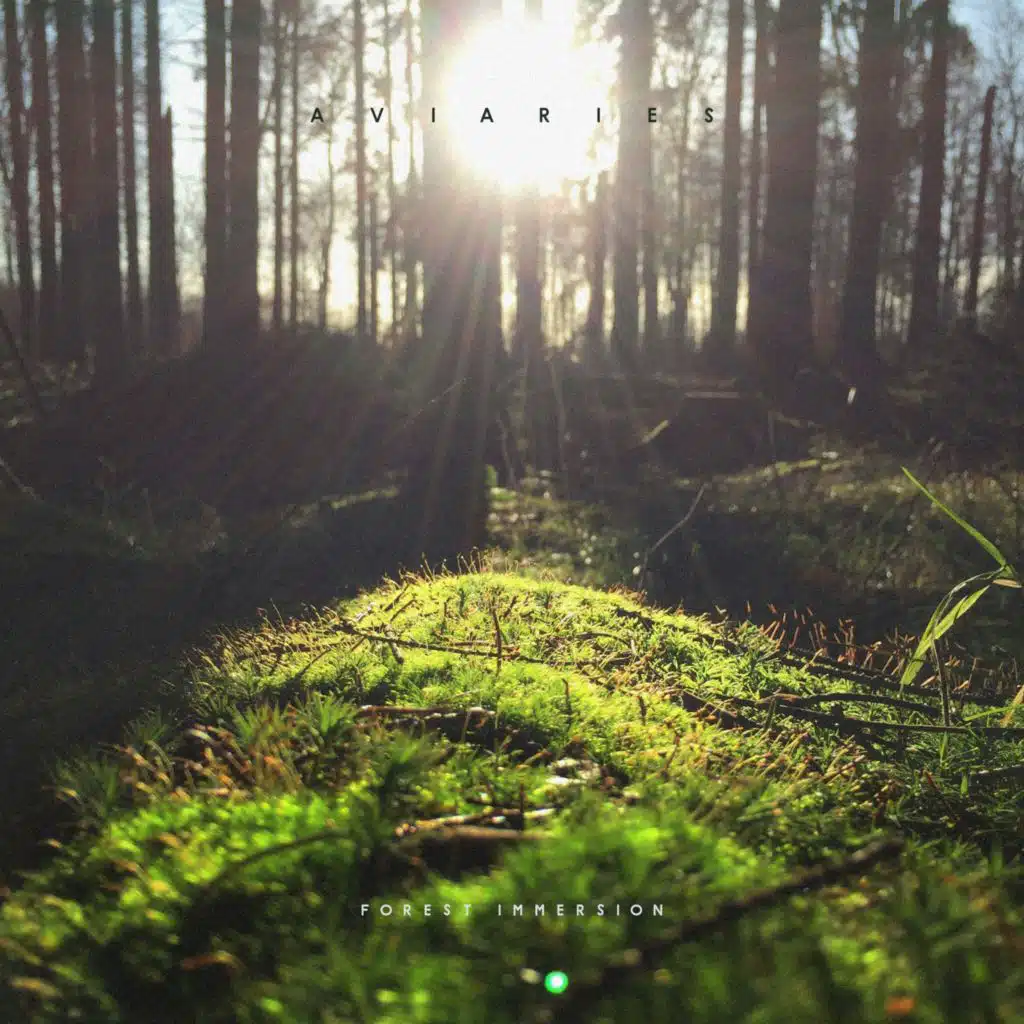 Forest Immersion