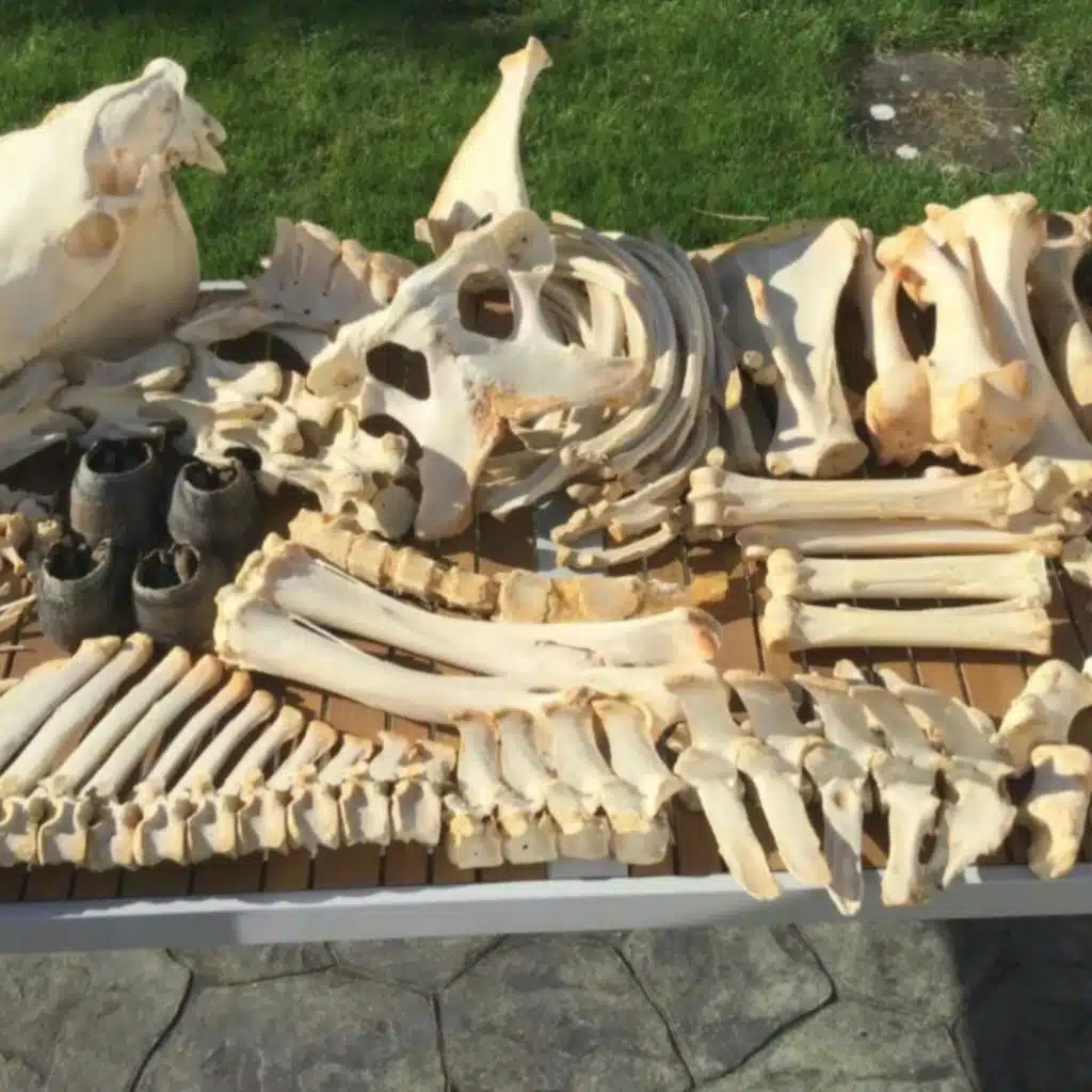 Using a full-size horse skeleton to make music