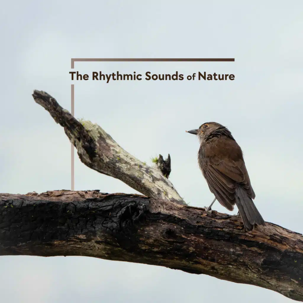The Rhythmic Sounds of Nature