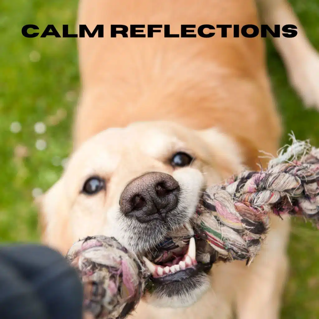 Quiet Reverie (Loopable, No Fade)