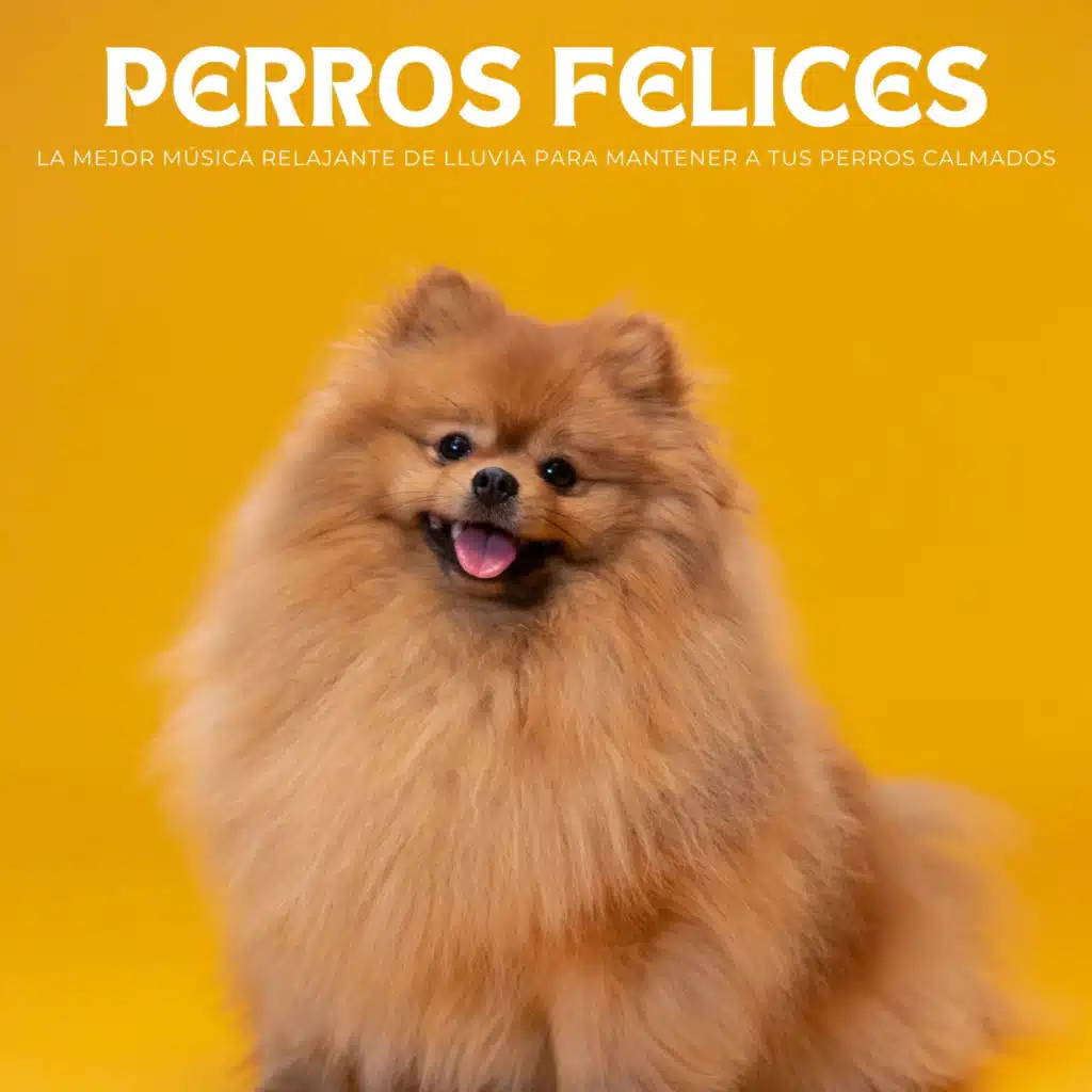 Perros Felices: La Mejor Música Relajante De Lluvia Para Mantener A Tus Perros Calmados