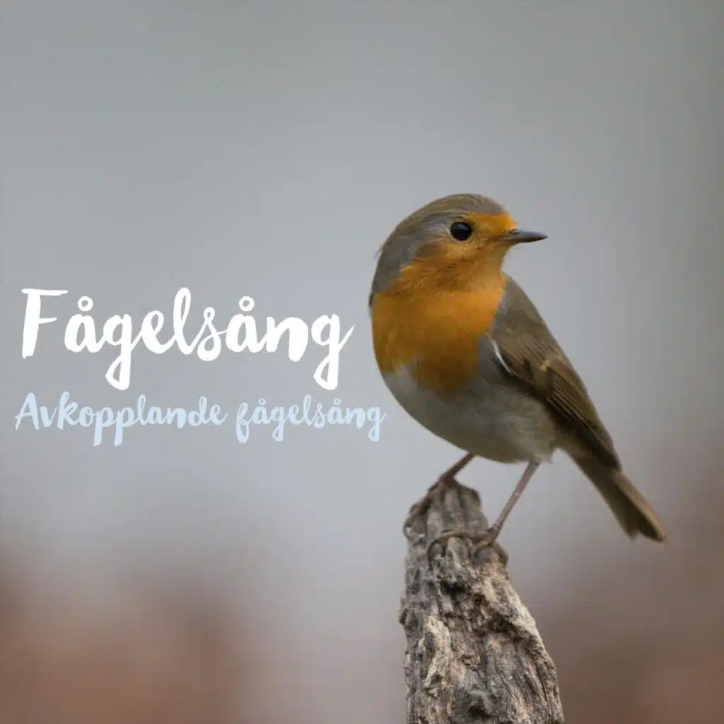Fågelsång
