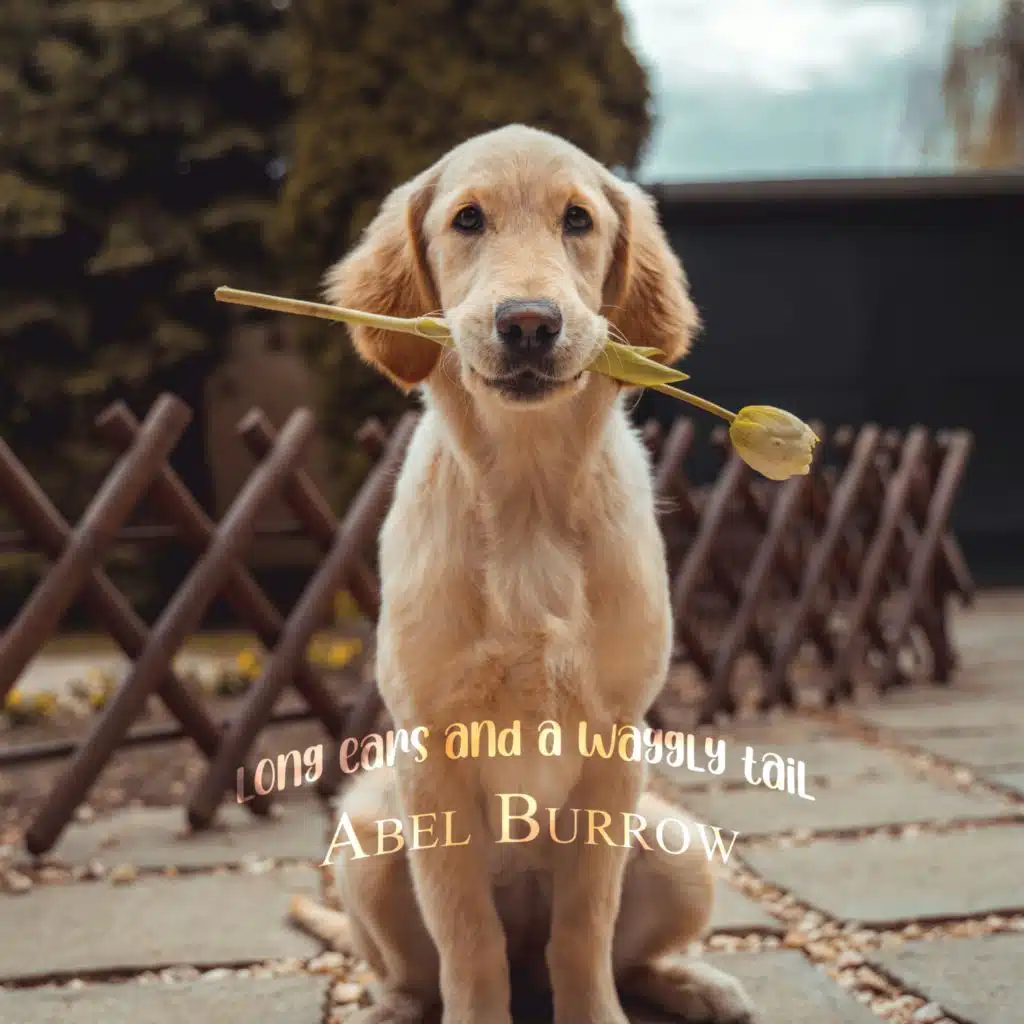 Long Ears and a Waggly Tail