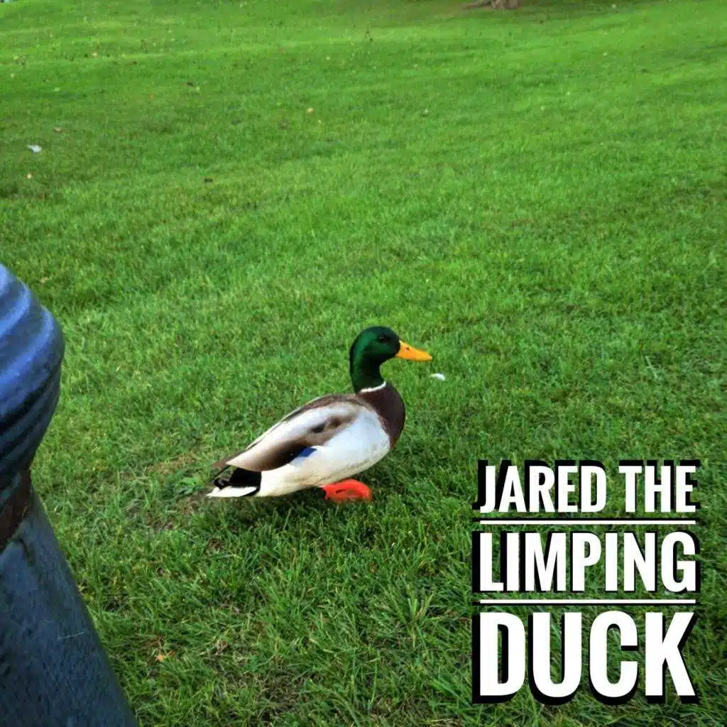 Jared the Limping Duck
