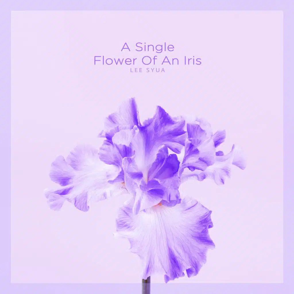 A Single Flower Of An Iris