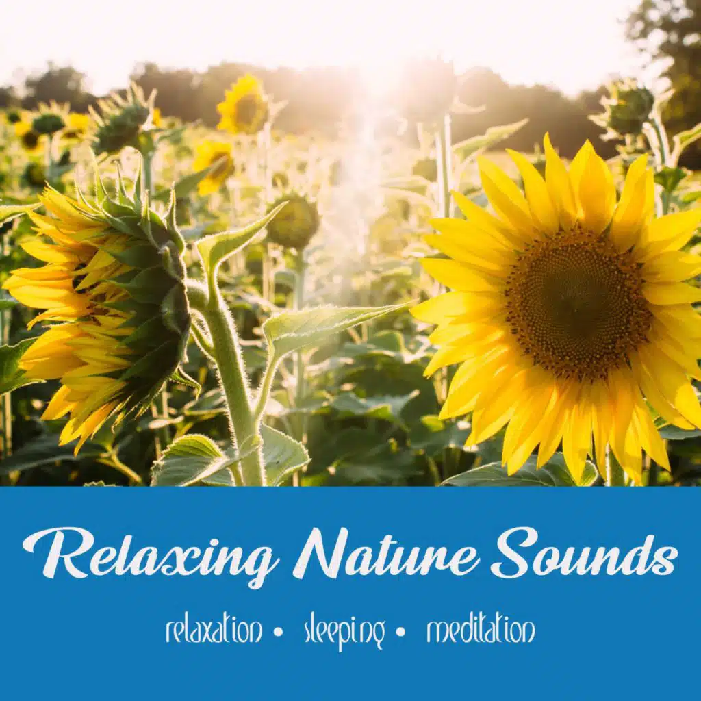 Wild Sunflower Field | 1 Hour