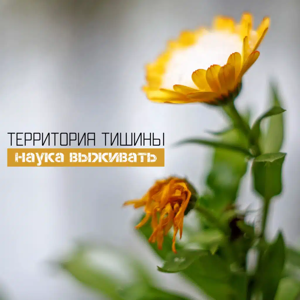 Территория Тишины