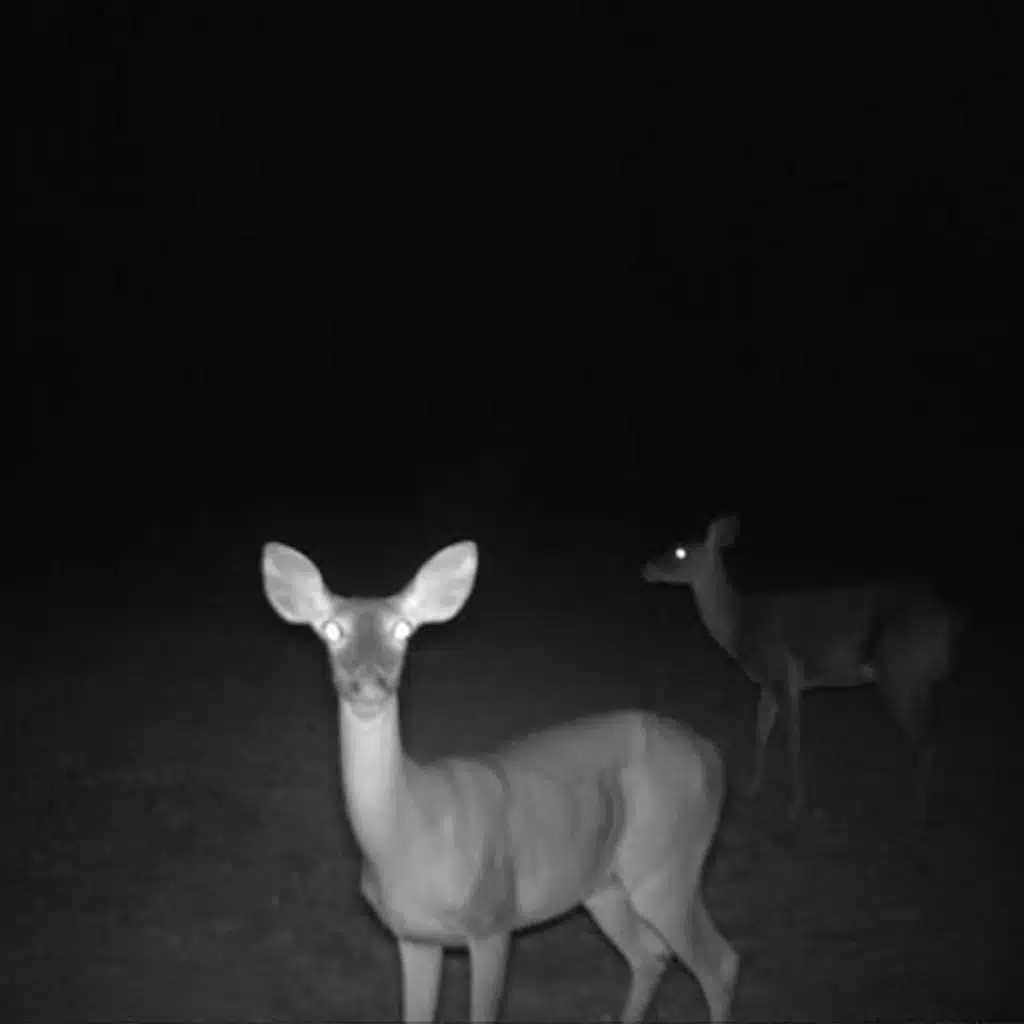 GHOSTS