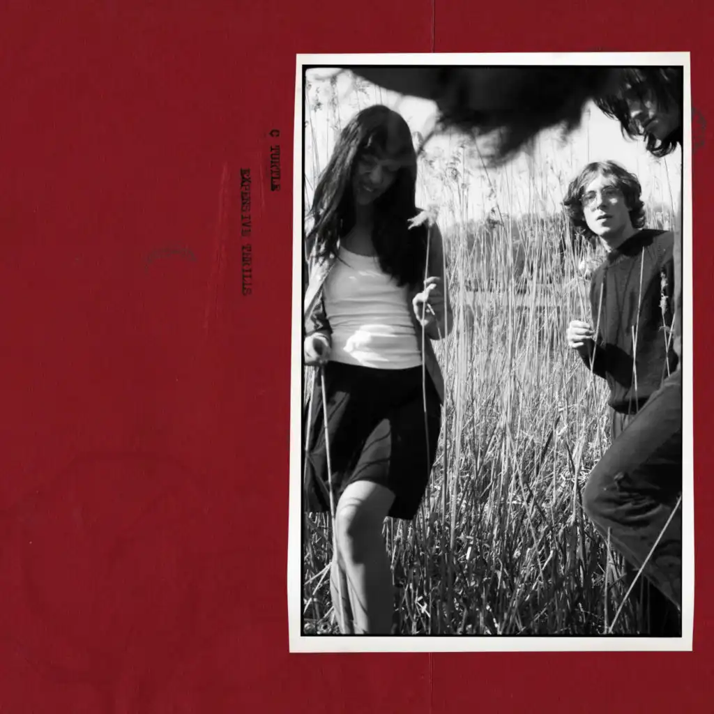 Have You Ever Heard A Turtle Sing?