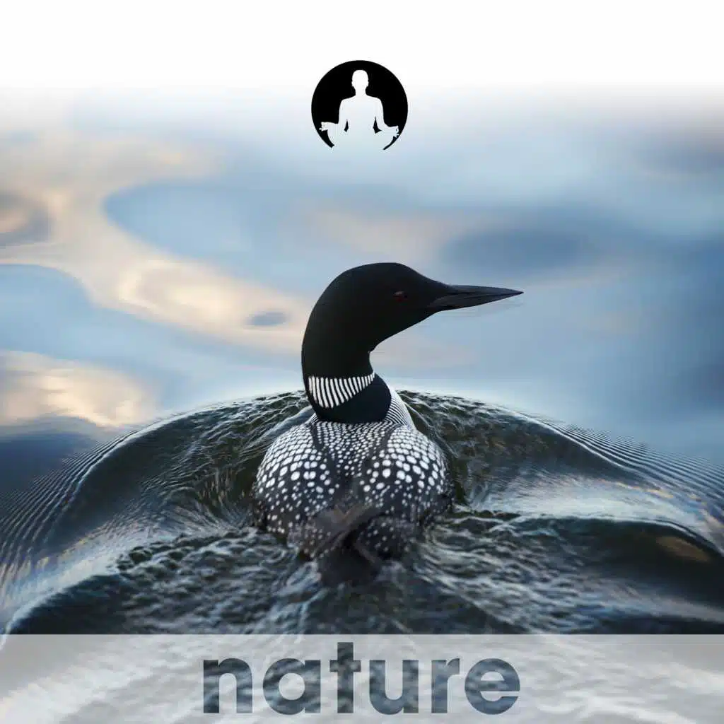 Call of the Loon