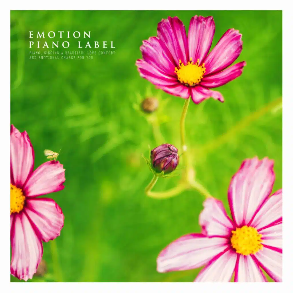 Concentration Piano Melody For Study