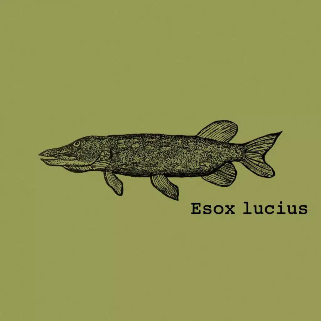 Esox lucius