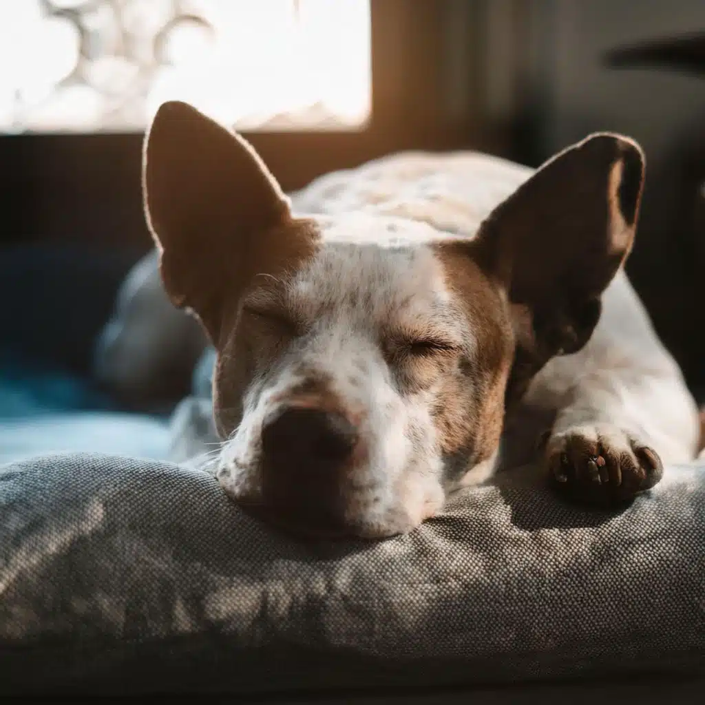 Melodías Tranquilas Para Perros: Sonidos De Guitarra Suaves