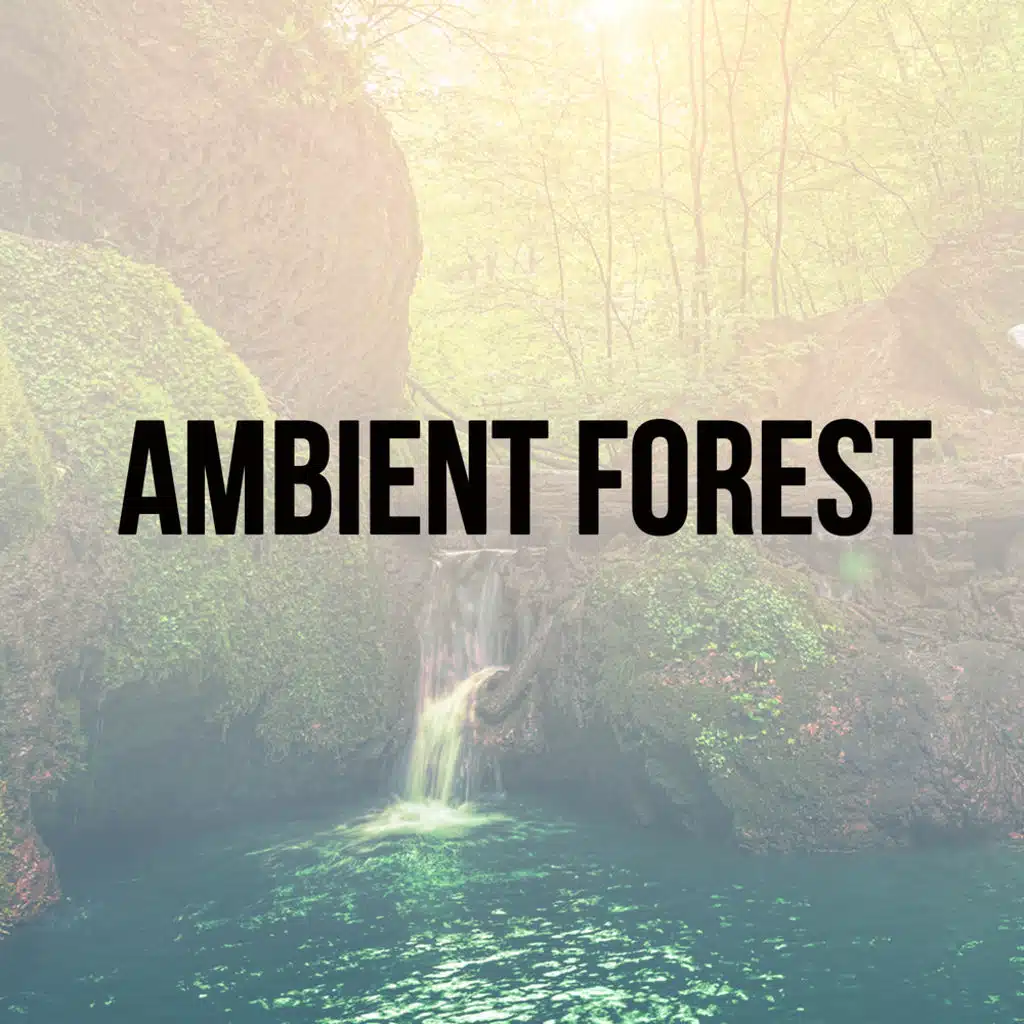 Ambient Forest