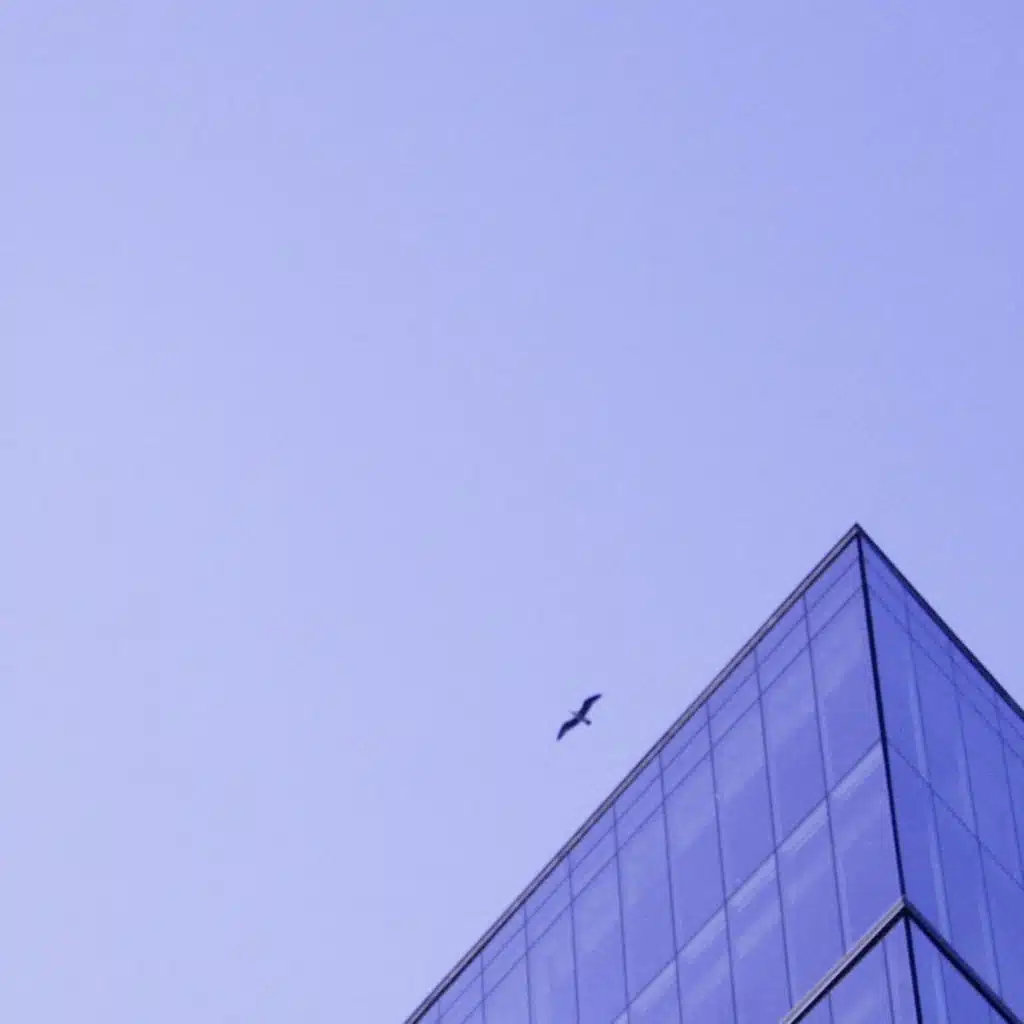 Impresiones Del Bosque