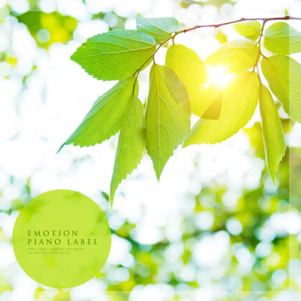 A Romantic Meditation Piano Collection With Morning Birds (Nature Ver.)