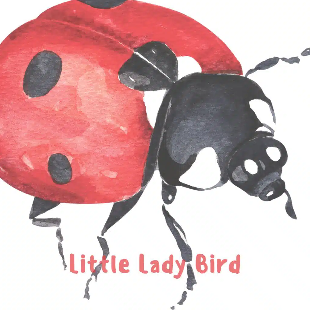 Little Lady Bird