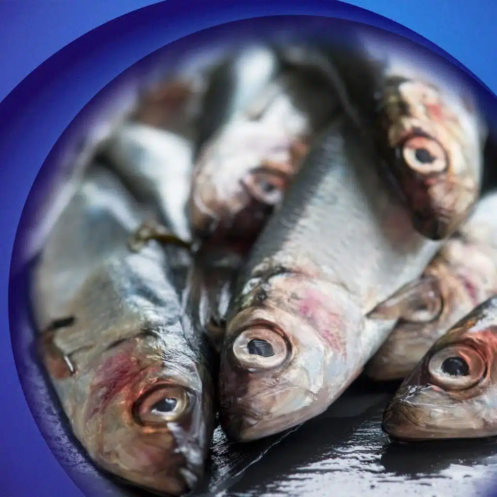 Radio Sweden Weekly: EU 'playing&nbsp;Russian roulette' with Baltic Sea herring?