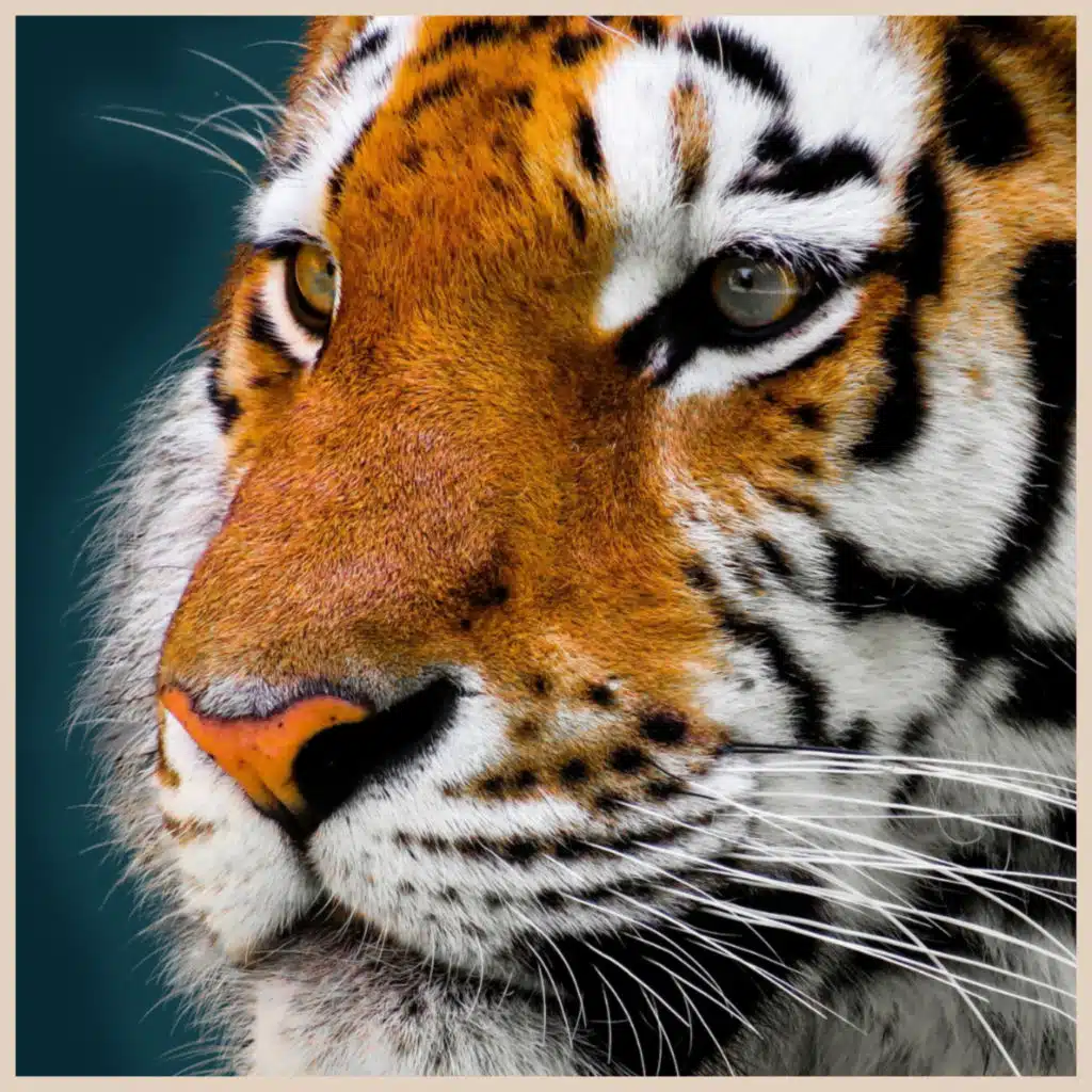 We Filmed With Tigers For A Month and Survived! | Ep 11