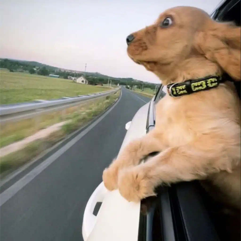 PRE DANCE FUNK (SUPER SLOWED)