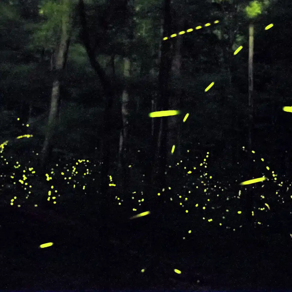 Great Smoky Mountains National Park: Fireflies in synchrony