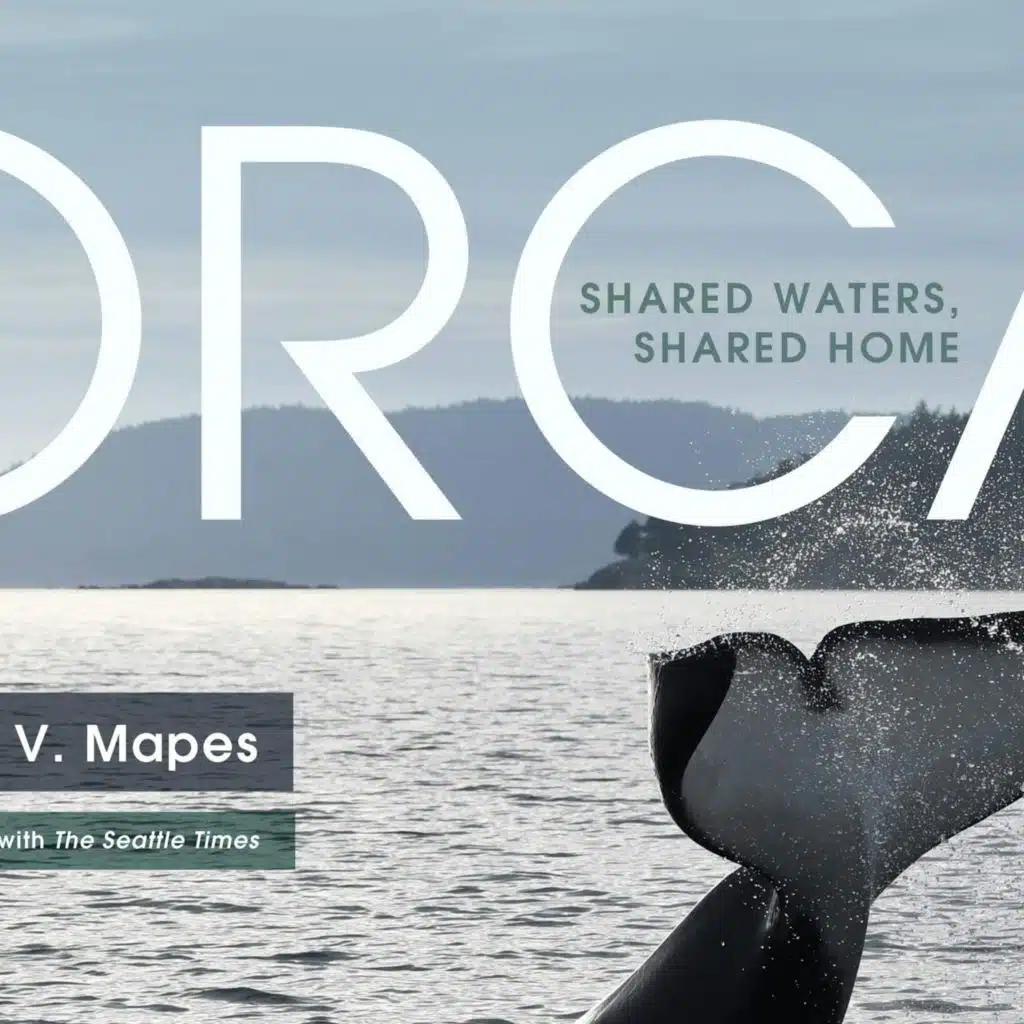 What are we willing to do to protect Southern Resident orcas?