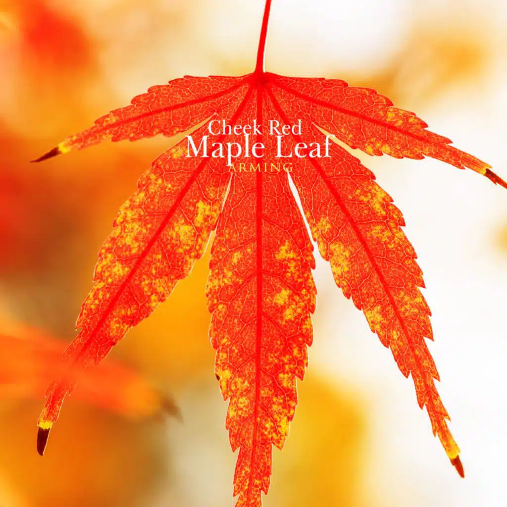 Cheek Red Maple Leaf