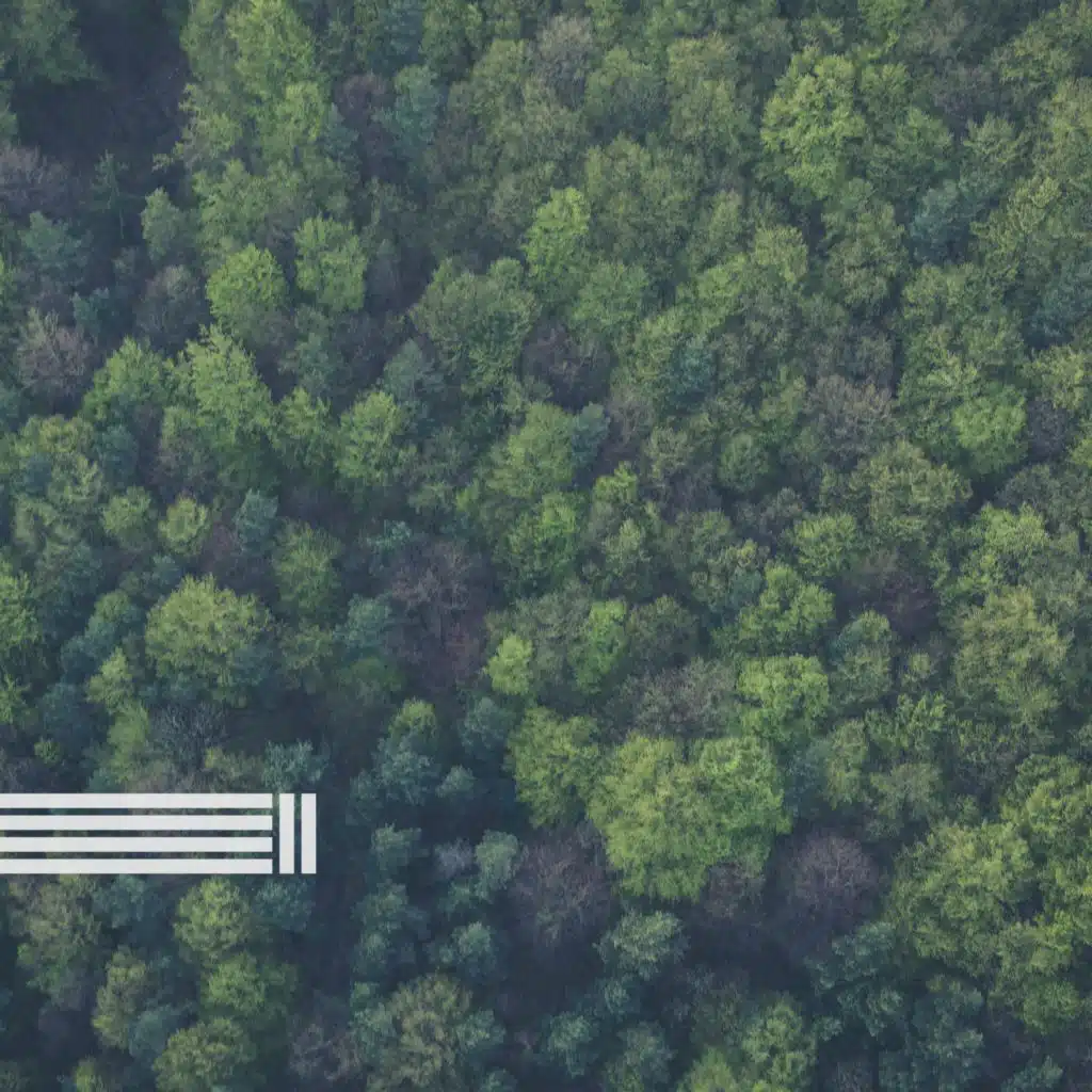 Ambiente Calmante Da Floresta