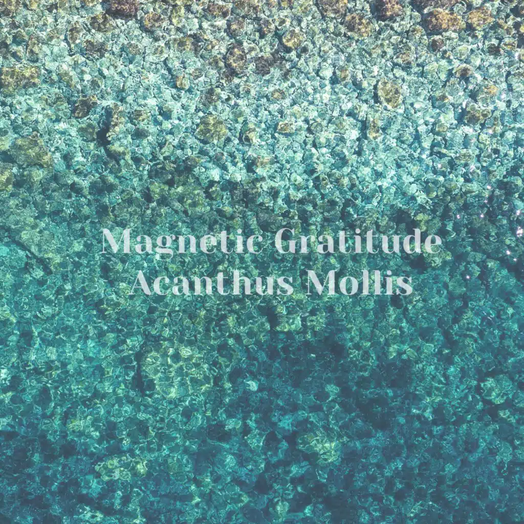 Magnetic Gratitude