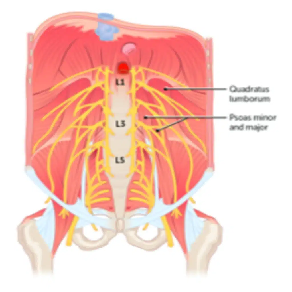 Anatomy of the Posterior Abdominal Wall