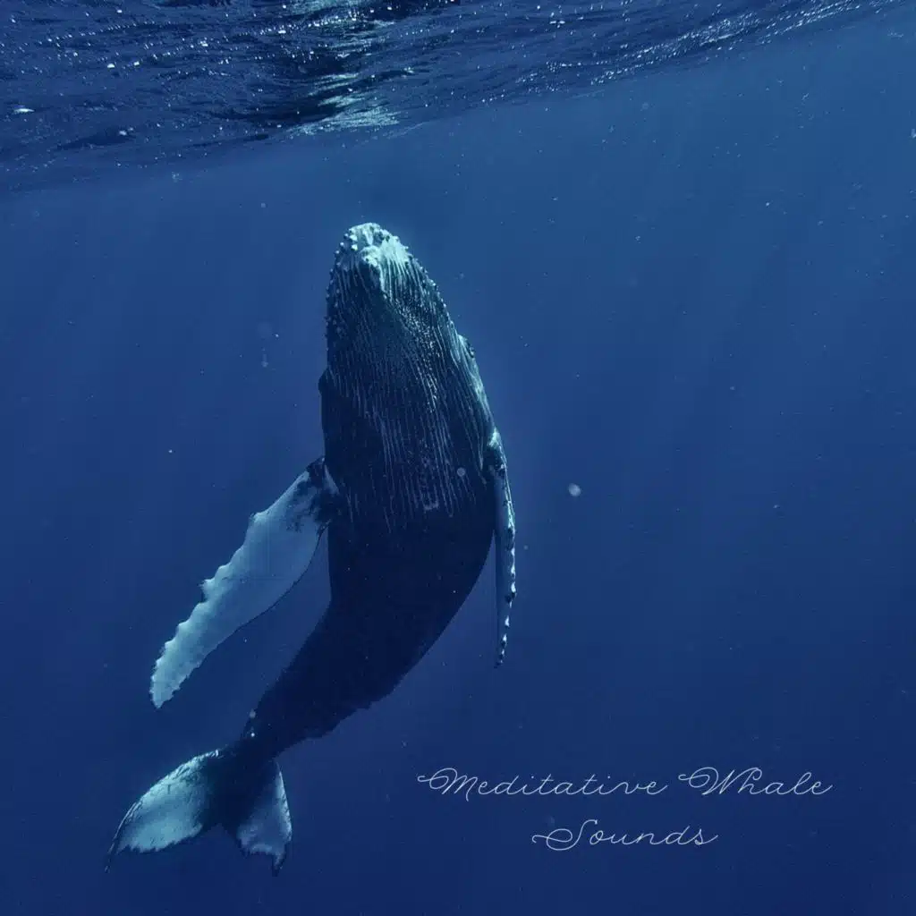 Meditative Whale Sounds