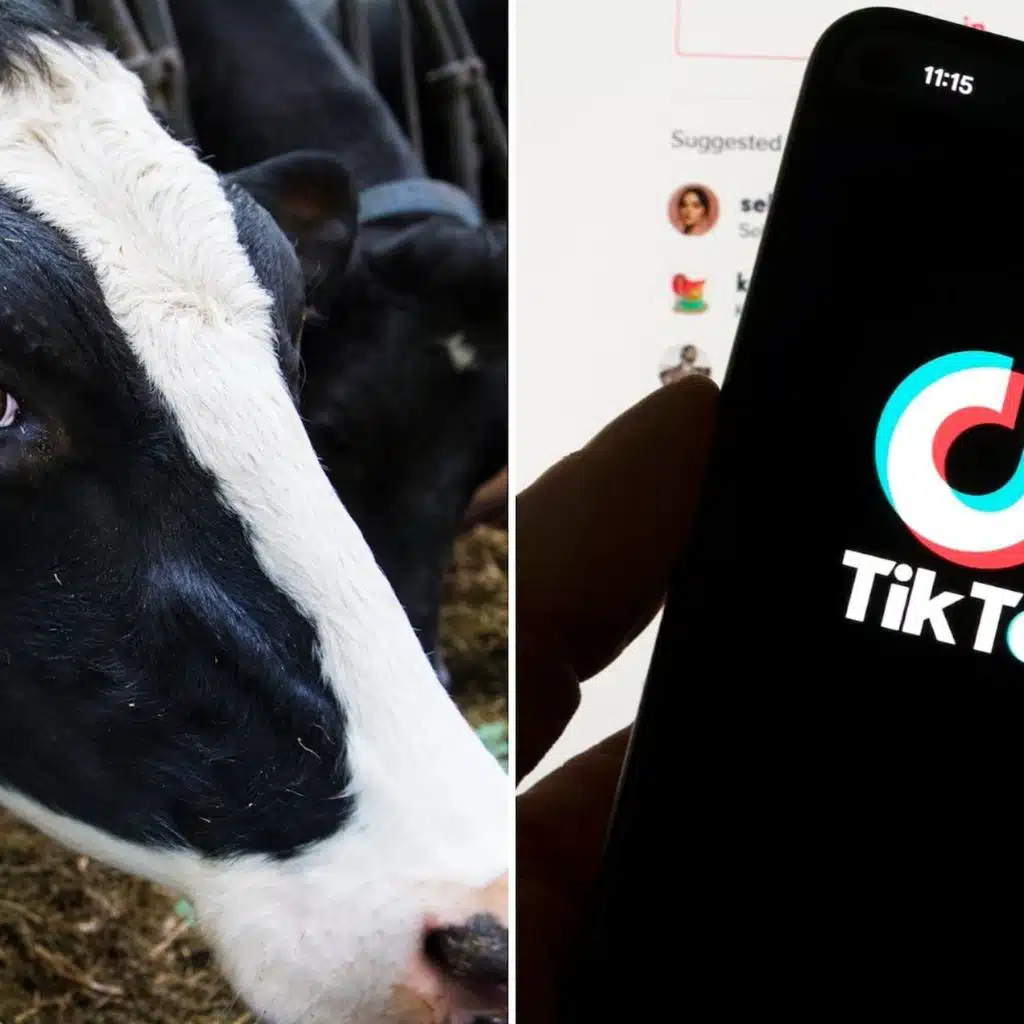 More bankruptcies in Sweden, suicide prevention proposal, new grading sytem talks, TikTok to attract Gen Z farmers