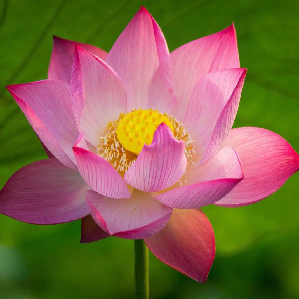 菩提心（好听的佛歌）