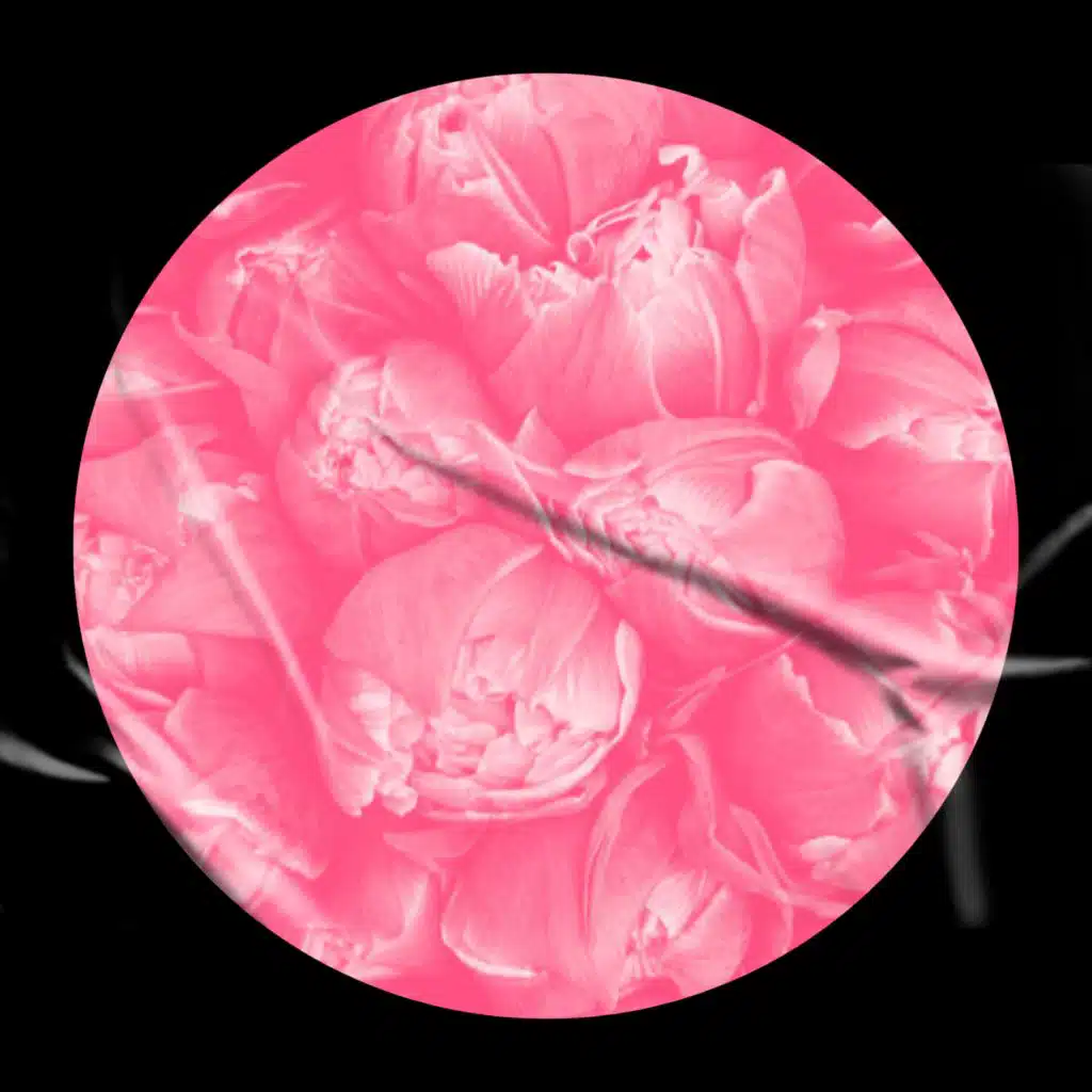 Tulipan (feat. Alejandro Velez & daniela renteria only24 7)