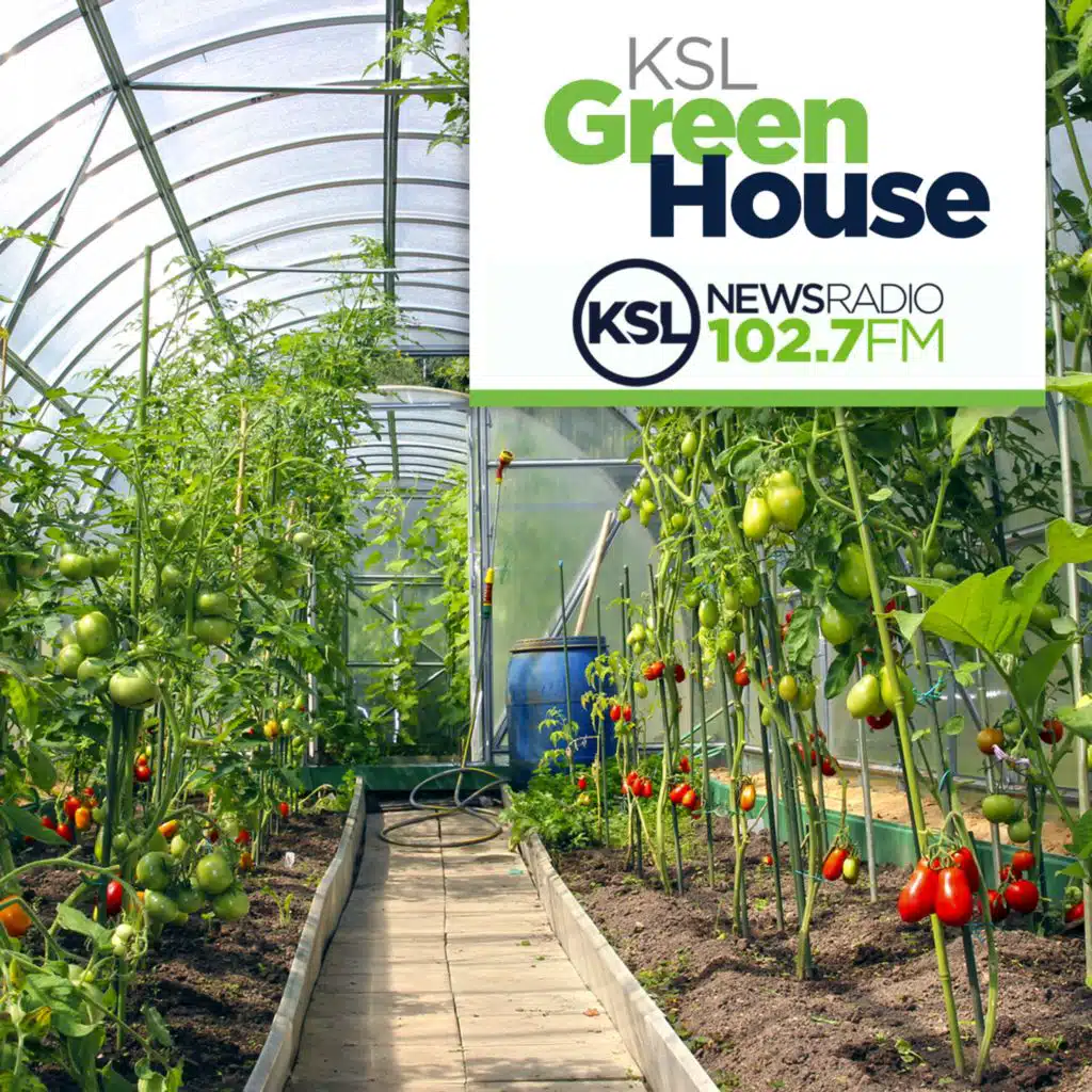 KSL Greenhouse Full Show 11/23/24