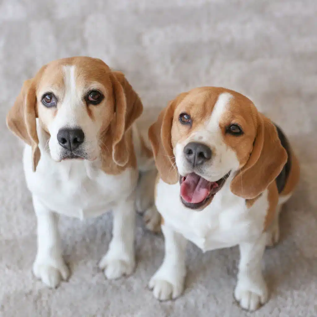 Peaceful Canine Melodies