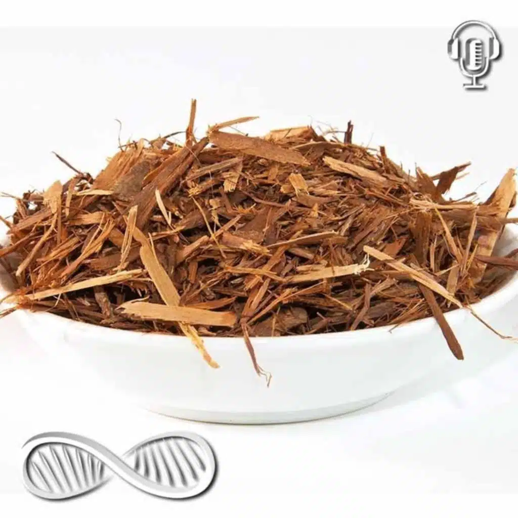 Catuaba Bark 🇧🇷 This Natural Nutraceutical Nootropic from Brazil is DOPE!