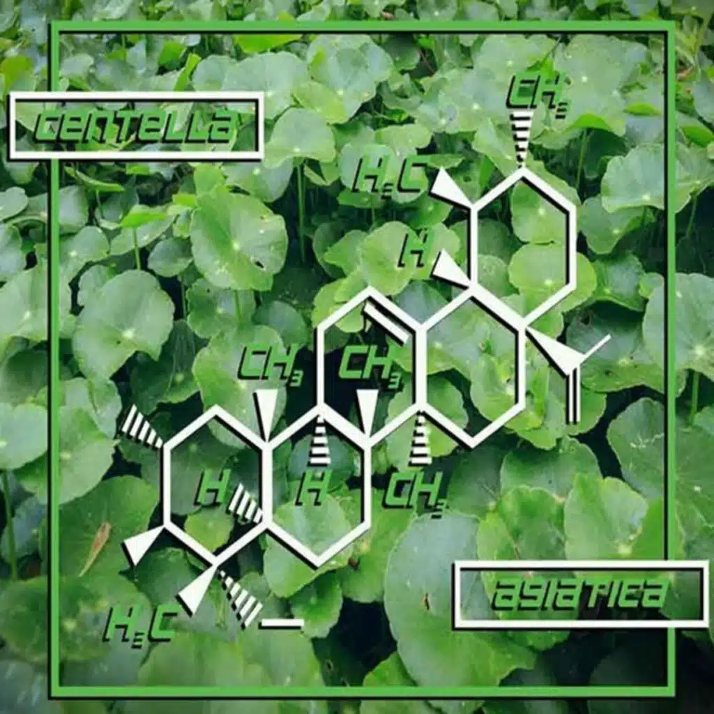 Gotu Kola: The Adaptogenic Bacopa Cofactor for Spiritual Enlightenment