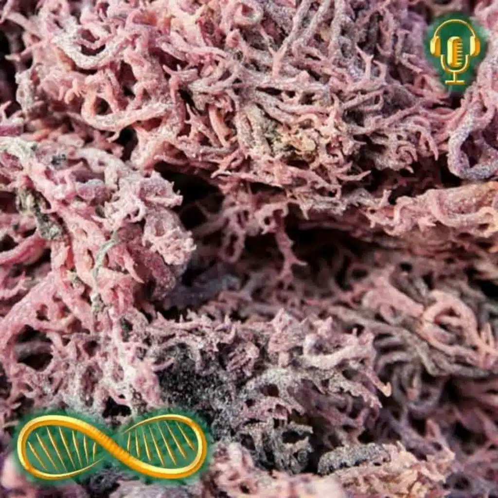 Seven Lucky Benefits of Irish Sea Moss ☘️ It might make you a lusty leprechaun!